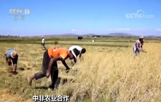 雜交水稻創紀錄 中國雜交水稻在非洲取得巨大成功