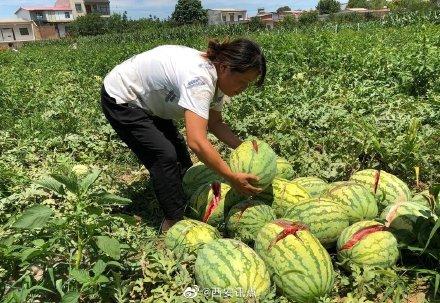 2000個西瓜被砍爛 給兒交學費給老人看病的錢全沒了