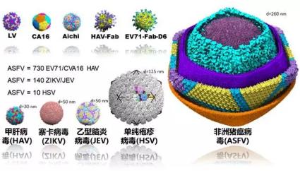 中國解析豬瘟病毒 對國家經濟安全意義重大